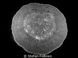 The Whole Of The Moon ... ! Acropora sp. Aow Ta Note, Tha... by Stefan Follows 